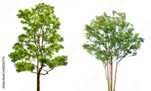 木の切抜き2種類（背景透過） photo