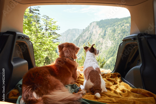 Photography dog in car in a cage with a view to the mountains
