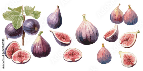 watercolor fig clipart for graphic resources
