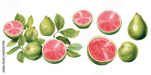watercolor guava clipart for graphic resources