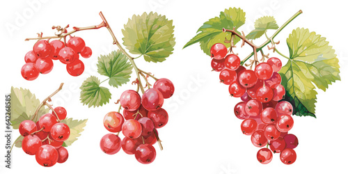 watercolor redcurrant clipart for graphic resources photo