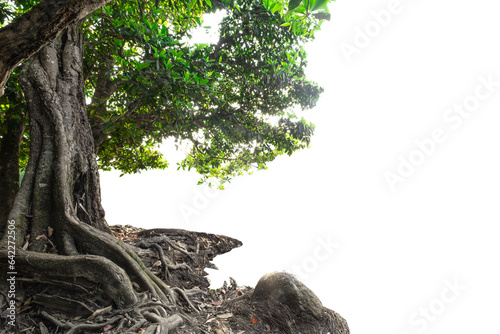 mangrove tree against an isolated white background
