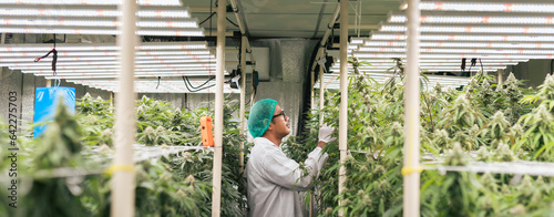 Asian man cannabis researcher quality checking cannabis flower in lab farm greenhouse. Cannabis farming control environment for medical industry.