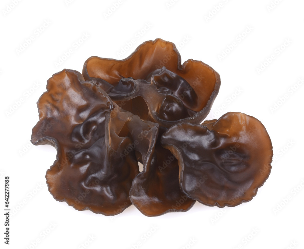 ear mushroom on white background ear mushroom on white background