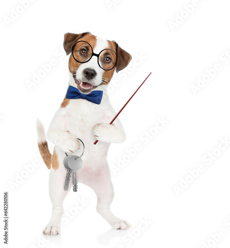 Jack russell terrier puppy wearing tie bow and eyeglasses holds in his paw the keys to a new apartment and points away on empty space. Isolated on white background © Ermolaev Alexandr