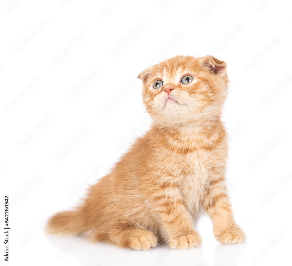 Curious ginger kitten sitting and looking up on empty space. isolated on white background