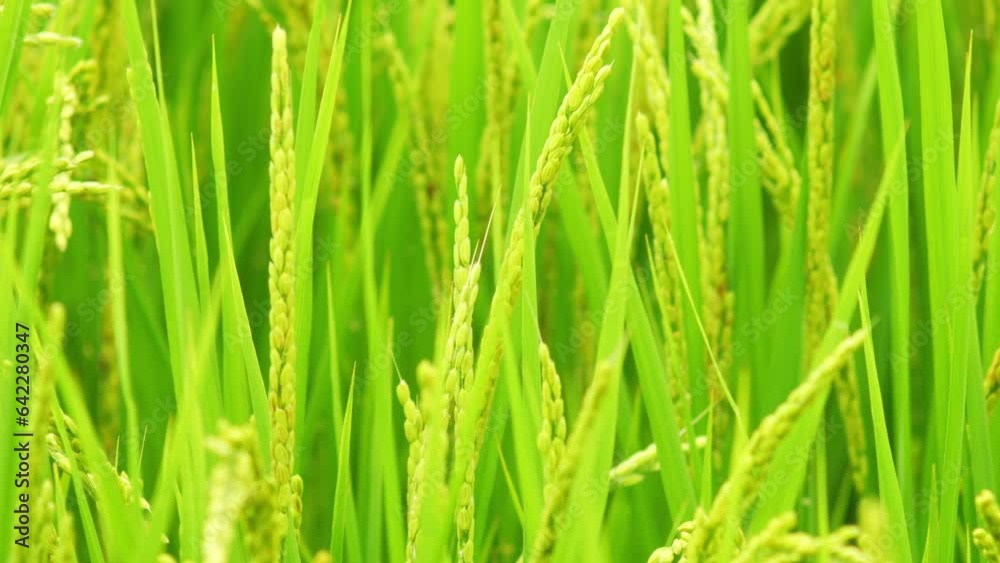 Rice growing in paddy field. Agricultural background material. Rice growing in paddy field. Agricultural background material.
