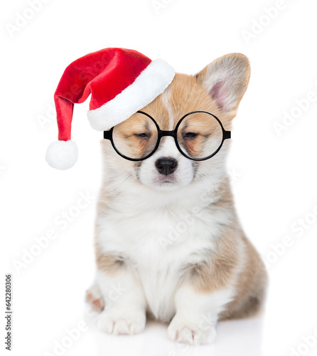 Pembroke welsh corgi puppy  wearing eyeglasses and red  christmas hat  looks at camera. isolated on white background