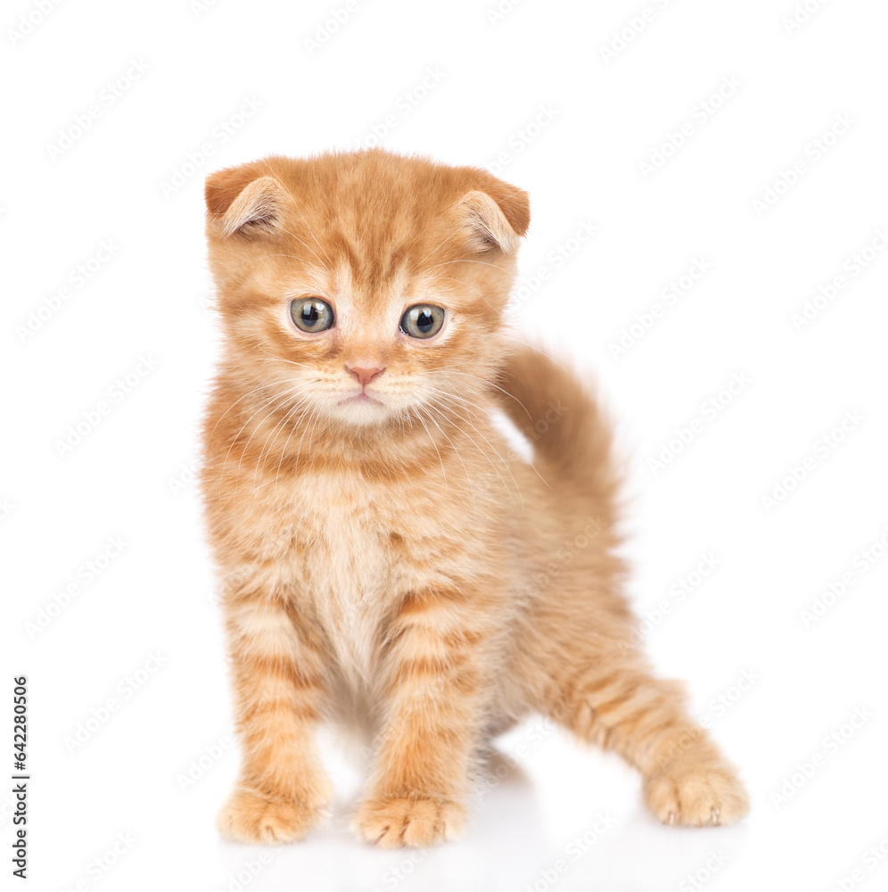 Cute ginger kitten standing in front view and looking at camera. isolated on white background