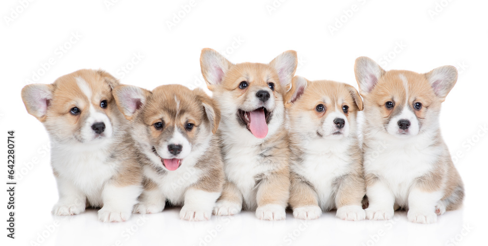 Five Pembroke Welsh Corgi puppies sit and look up and at camera. isolated on white background
