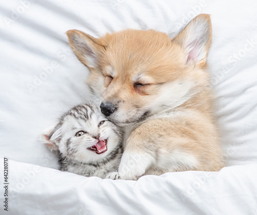 Cute Pembroke Welsh corgi puppy hugs meowing tabby fold kitten under white warm blanket on a bed at home. Top down view