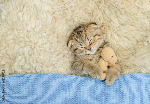 Cozy tiny fold tabby kitten sleeps under warm plaid with favorite toy bear on the bed at home. Top down view. Empty space for text