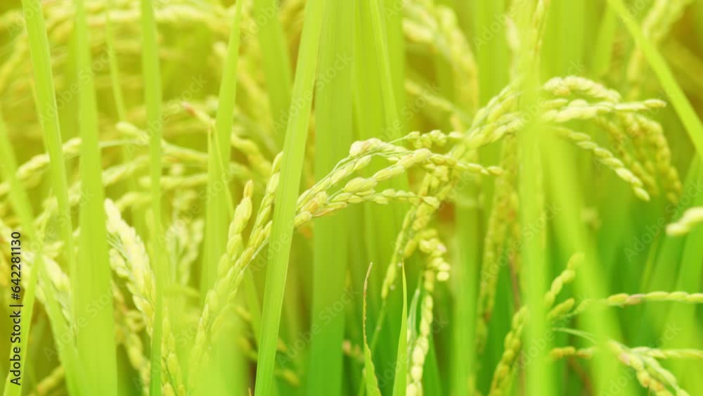 Rice growing in paddy field. Agricultural background material. Rice growing in paddy field. Agricultural background material.