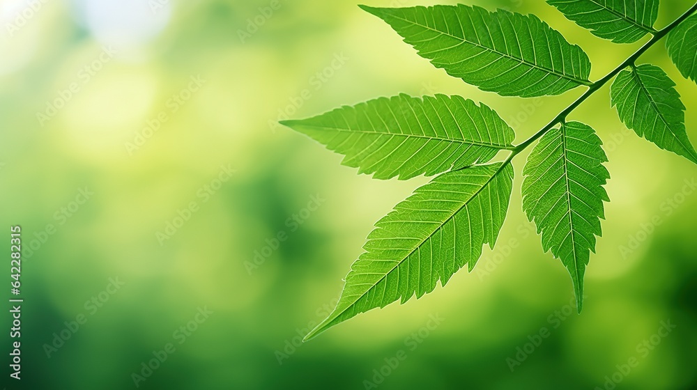 green leaves on a sunny day with glowing sunlight background green leaves on a sunny day with glowing sunlight background