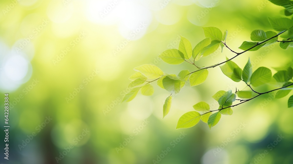 Background of green foliage on a sunny day Background of green foliage on a sunny day