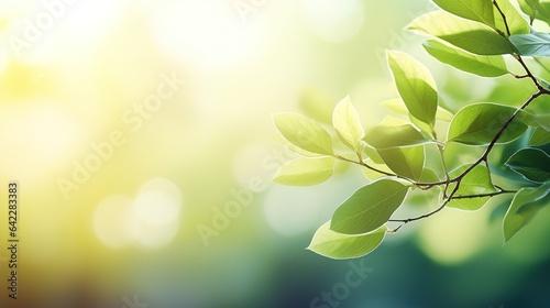 Background of green foliage on a sunny day