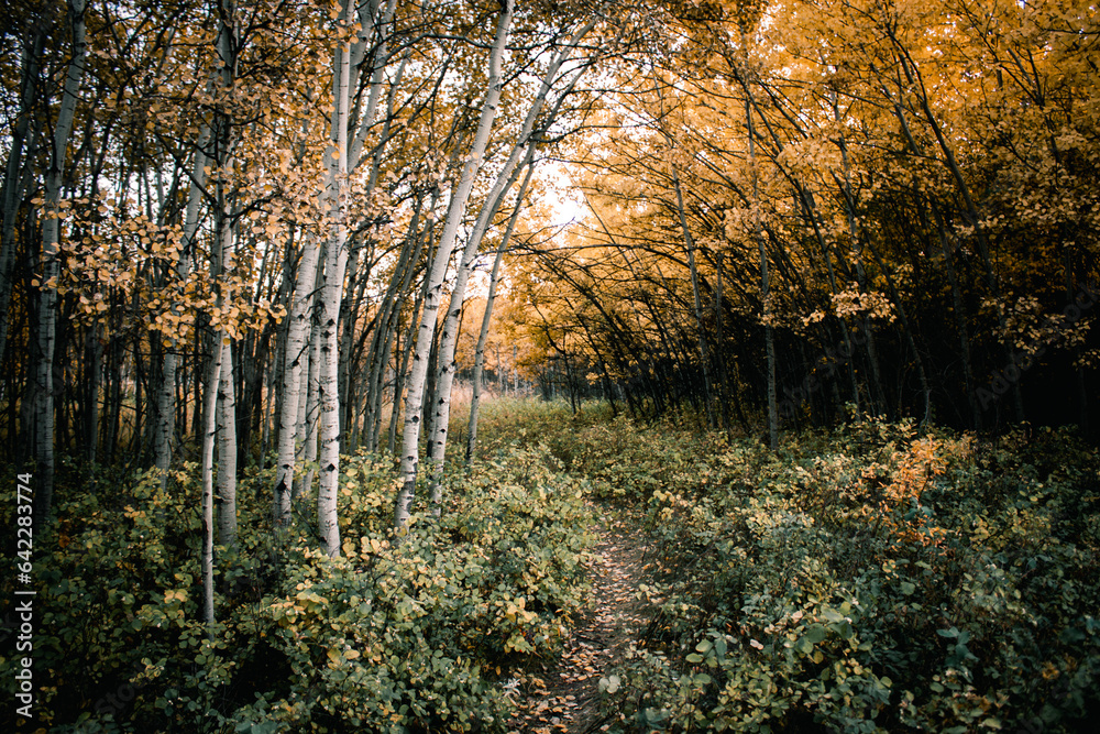 Naklejka premium autumn in the woods