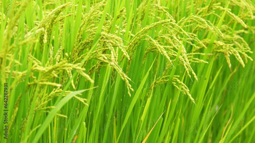 Rice growing in paddy field. Agricultural background material. Rice growing in paddy field. Agricultural background material.