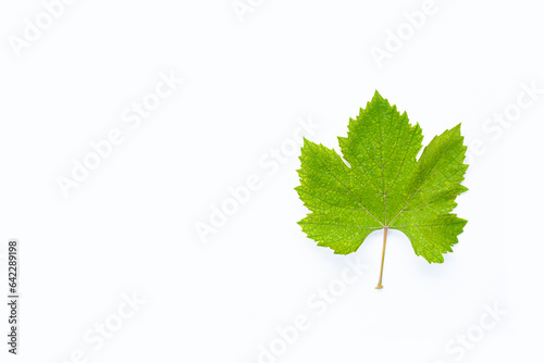 An image isolated grapevine green leaf wine is a agriculture white background with clipping path and with copy space for text.