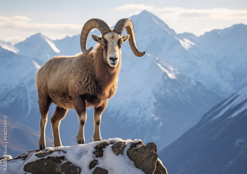 Naklejka premium The bighorn sheep is a species of sheep