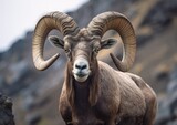 The bighorn sheep is a species of sheep