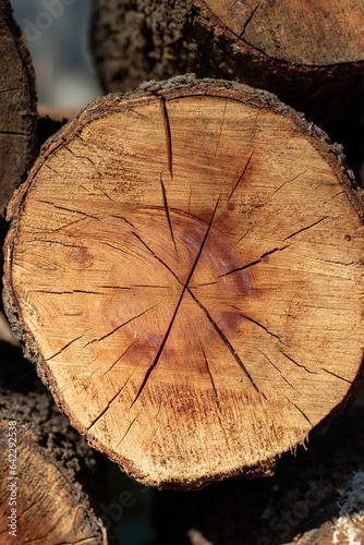 Surface view of a tree trunk cut in half