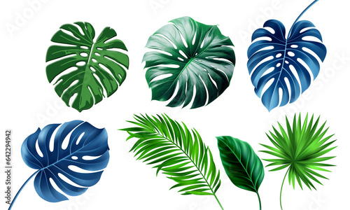 Monstera green leaves. Tropical palm leaf of winter plant foliage / 2