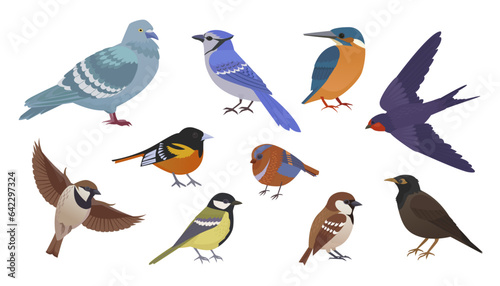 birds in different poses. city birds in different poses set  birds flying and standing  bullfinch  tit  sparrow  pegeon  crow. cartoon vector flat birds set.