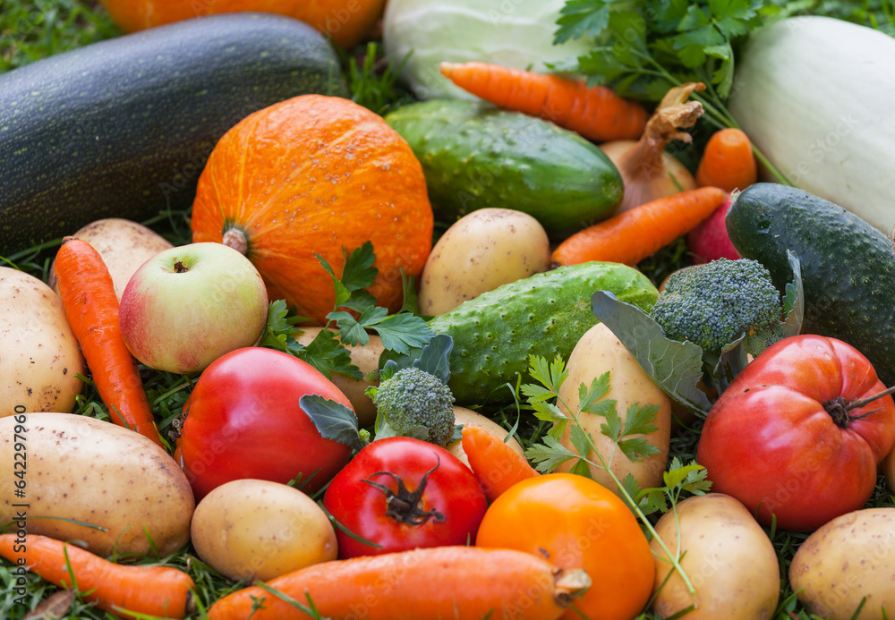 Edible background of mix freshly picked vegetables: cucumbers, pumpkin, zucchini, potatoes, carrots, broccoli, tomato on green lawn in kitchen garden at September day. Healthy organicl vitamins food Edible background of mix freshly picked vegetables: cucumbers, pumpkin, zucchini, potatoes, carrots, broccoli, tomato on green lawn in kitchen garden at September day. Healthy organicl vitamins food