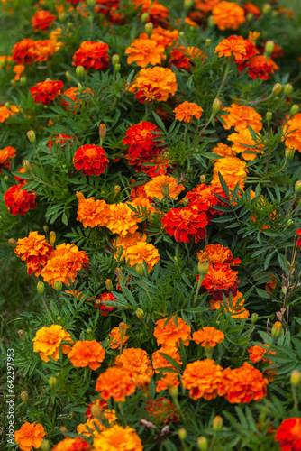 Natural floral background of bright fresh blooming marigolds. Top view of yellow, orange, red flowers in a flower bed in the garden. Shallow depth of field. Summer or early autumn backdrop