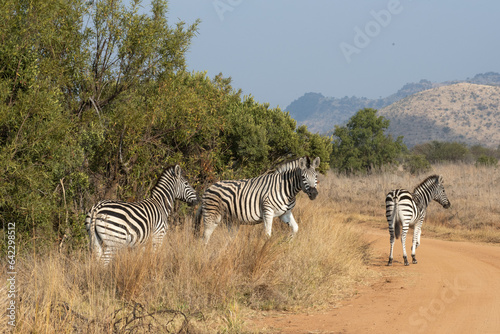 Three Zebras crossing a dirt road