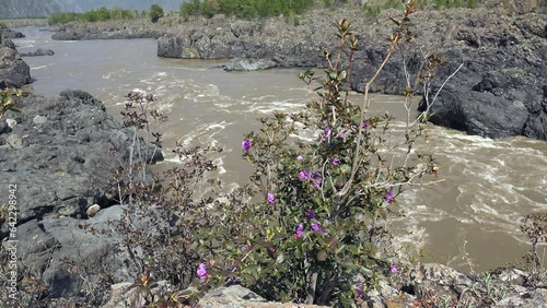 Teldykpen rapids on Altai river Katun near Oroktoy bridge. Rhododendron dauricum bushes with flowers (popular names bagulnik, maralnik) are on foreground. photo