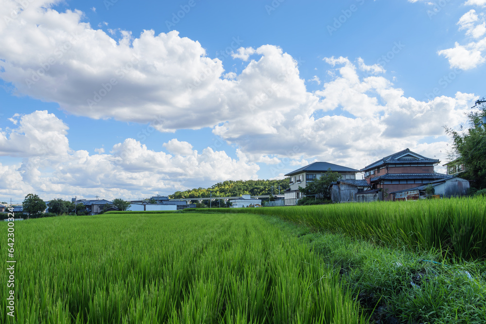Blue sky clouds of green grass in rice field
