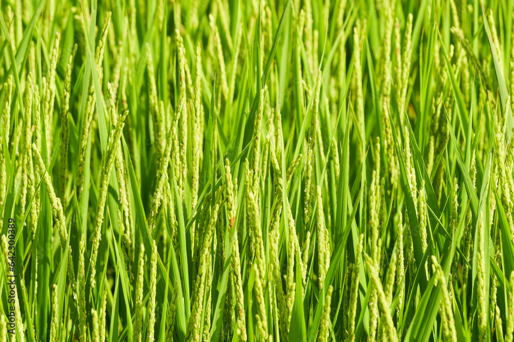 Young rice in the rice paddies. Not yet ready for harvest. Young rice in the rice paddies. Not yet ready for harvest.