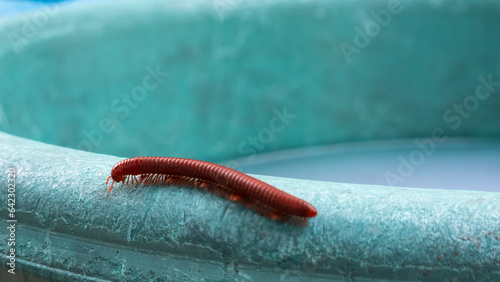 Lonely millipede crawls on old blue plastic bucket. photo