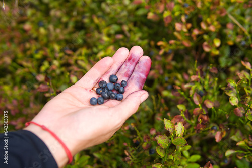 close-up of the hands of a woman picking forest berries.