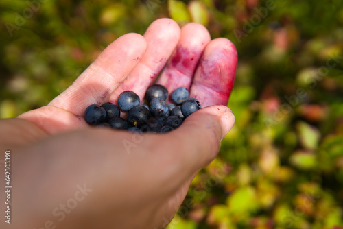 close-up of the hands of a woman picking forest berries.