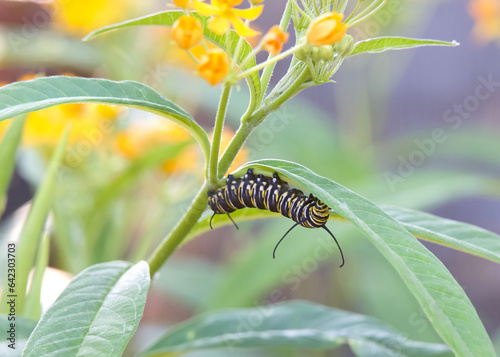 4th instar monarch butterfly caterpillar hanging upside down on a milkweed leaf, meticulously eating.