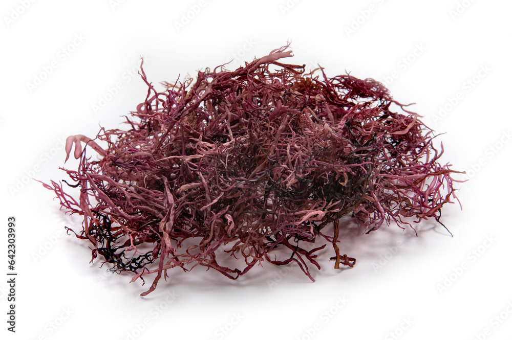 Naklejka premium 関東東北の布海苔、のげのり