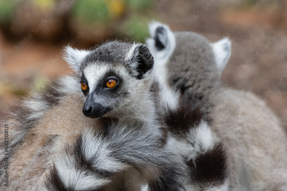 ring lemurs