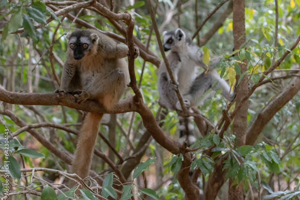 Fototapeta premium lemur on tree