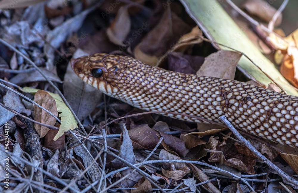 Obraz premium hog nosed snake