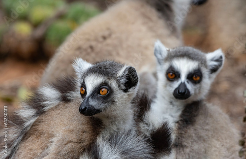 ring tailed lemur