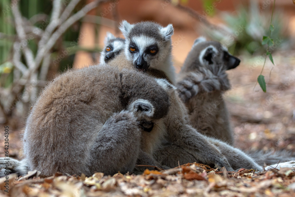 Obraz premium ring lemur