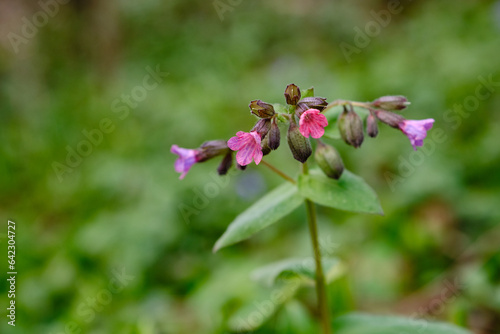 Close-up of blooming flowers Pulmonaria mollis in sunny spring day. photo