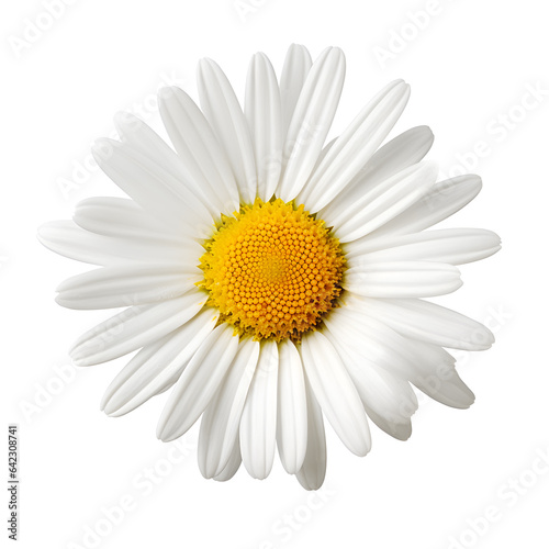 chamomile daisy flowers on transparent background. Realistic illustration of daisy flowers. © Werayut