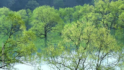 Wallpaper Mural 新緑の水没林が不思議な感じを与える白川湖の春 Torontodigital.ca