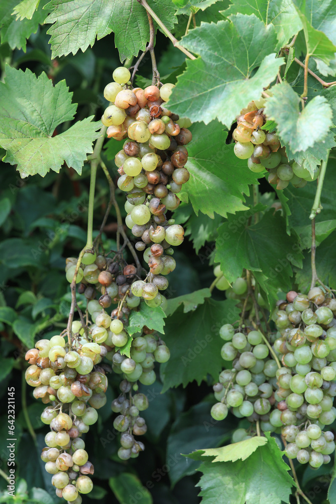 custom made wallpaper toronto digitalDetail of Powdery mildew or oidium of grapes, Plasmopara viticola, Mildew a plant disease on white grapes causing a lot of damage and brown leathery grapes, hanging on the vine in the vinyard.	