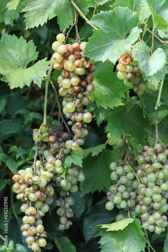 Wallpaper Mural Detail of Powdery mildew or oidium of grapes, Plasmopara viticola, Mildew a plant disease on white grapes causing a lot of damage and brown leathery grapes, hanging on the vine in the vinyard.	 Torontodigital.ca