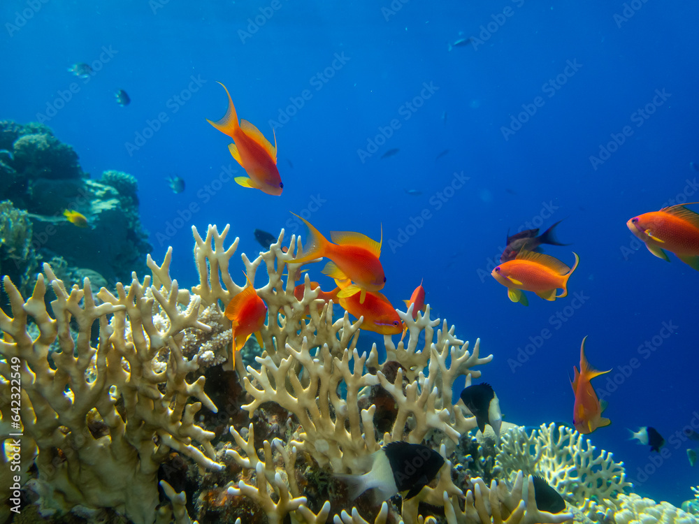 Naklejka premium Fabulously beautiful inhabitants of the coral reef in the Red Sea